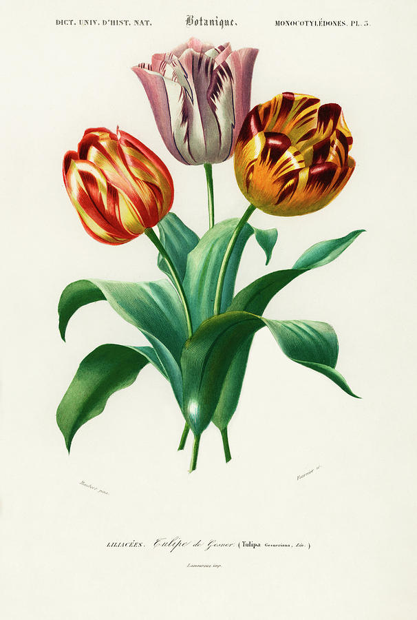 Didiers Tulip  Mixed Media by World Art Collective