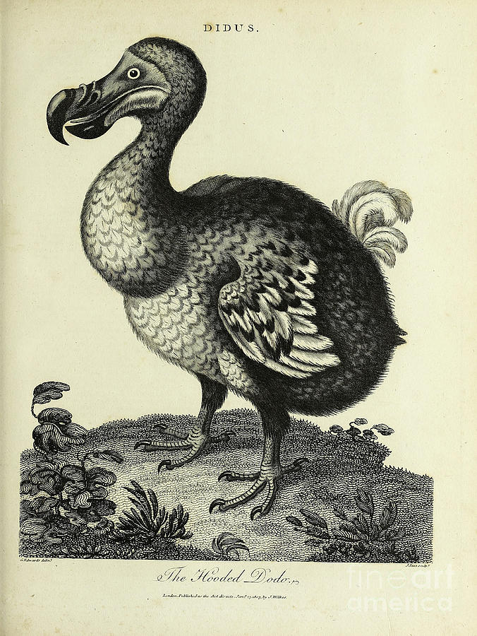 Didus The Hooded Dodo j1 Drawing by Historic illustrations - Fine Art ...