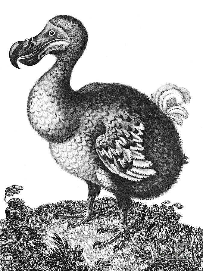 Didus The Hooded Dodo j2 Drawing by Historic illustrations - Fine Art ...