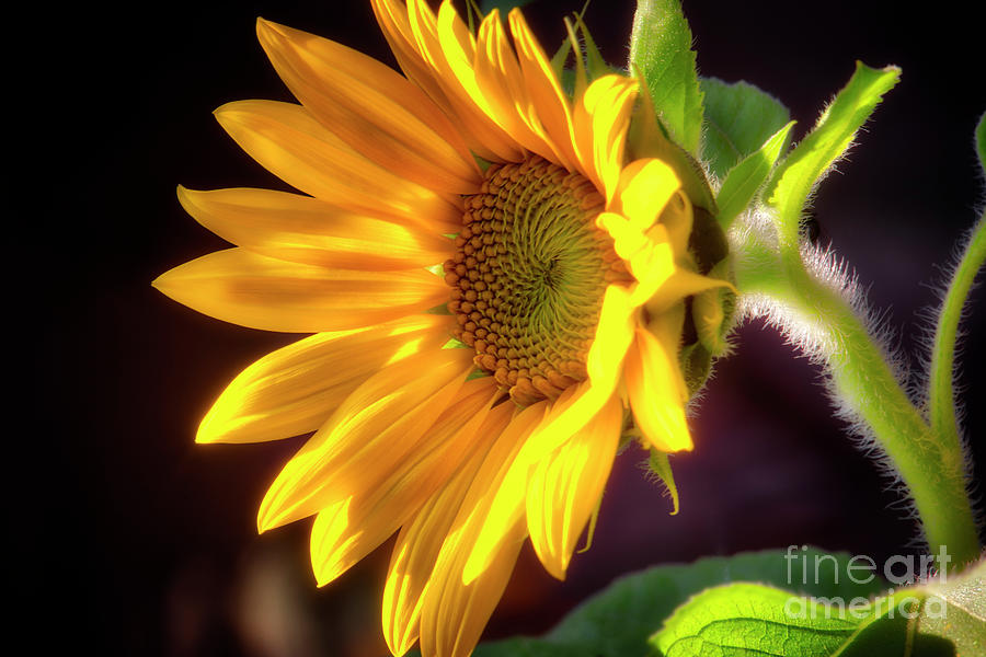 Die Sonnenblume Photograph by Edmund Nagele FRPS