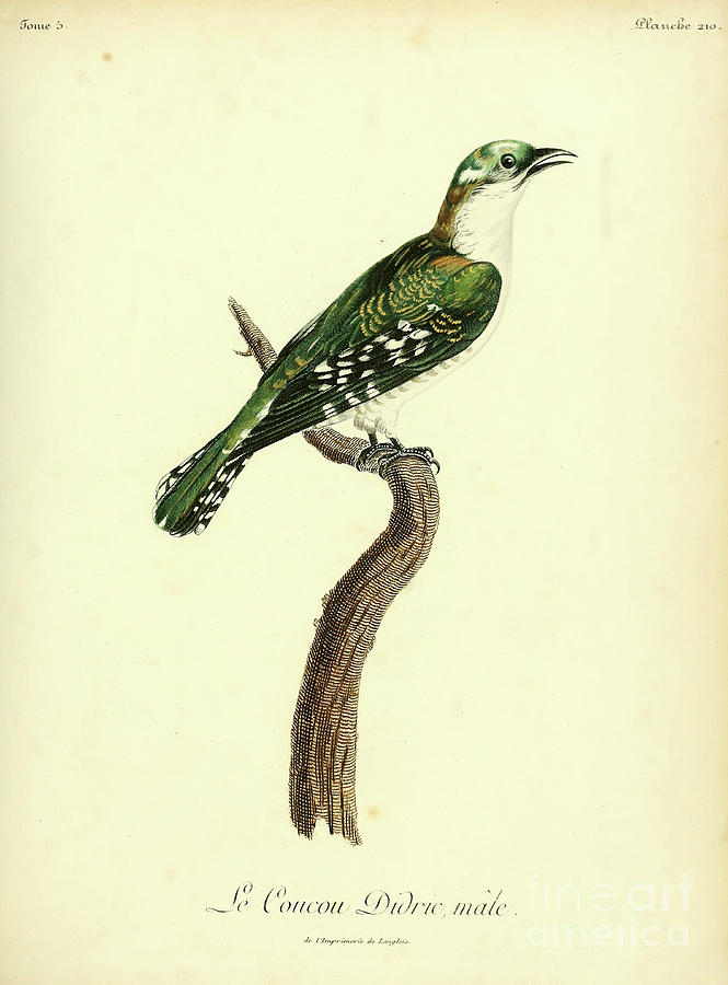 Diederik Cuckoo Chrysococcyx Caprius M2 Drawing