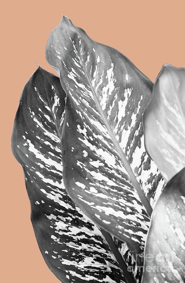 Black And White Mixed Media - Dieffenbachia Exotic Leaves #2 #tropical #wall #art  by Anitas and Bellas Art