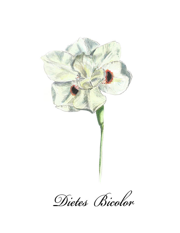 Dietes Bicolor. Colored Drawing