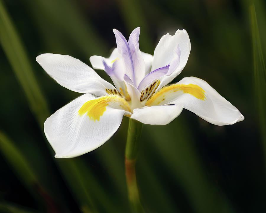 Dietes iridioides Fortnight Lily Photograph by Gary Geddes