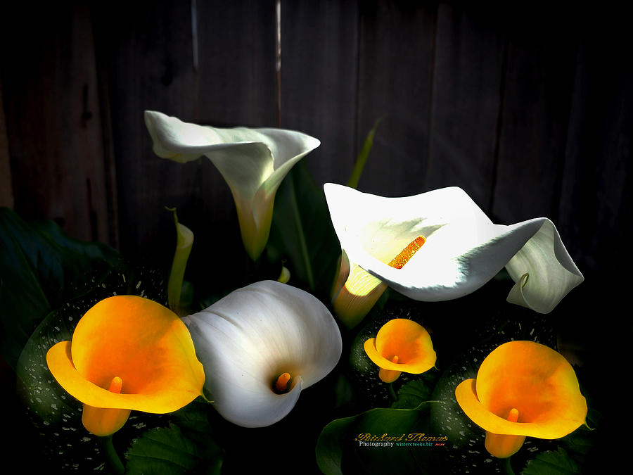 Different Color Callas Photograph by Richard Thomas