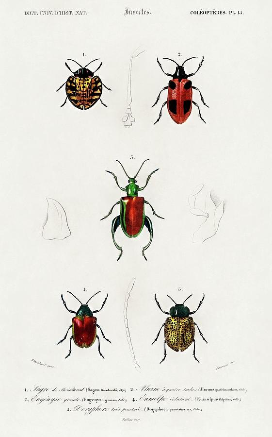 Animal Painting - Different types of beetles illustrated by Charles Dessalines D Orbigny 1806 1876 by Dictionnaire Universel Dhistoire Naturelle