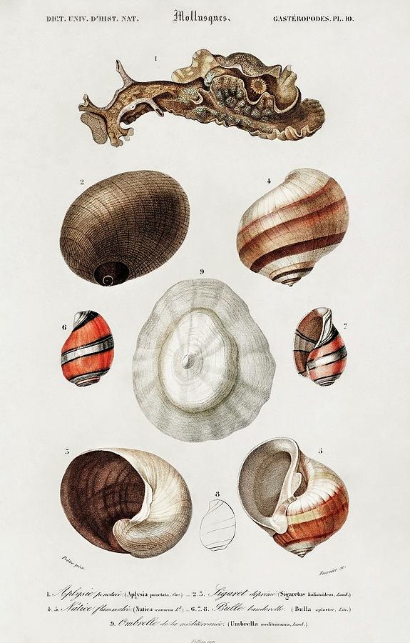 Animal Painting - Different types of mollusks illustrated by Charles Dessalines D Orbigny 1806 1876 by Dictionnaire Universel Dhistoire Naturelle