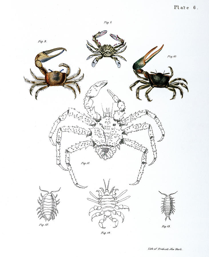 Vintage Digital Art - Different types of sea creatures illustration from Zoology of Ne by Celestial Images