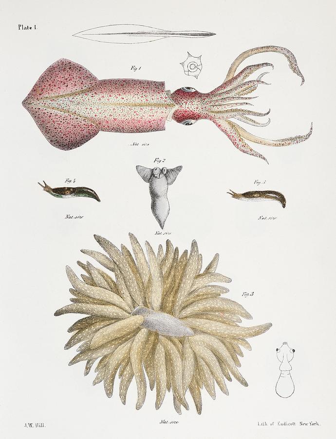 Different types of Squids from Zoology of New York - 1842-1844 by James ...