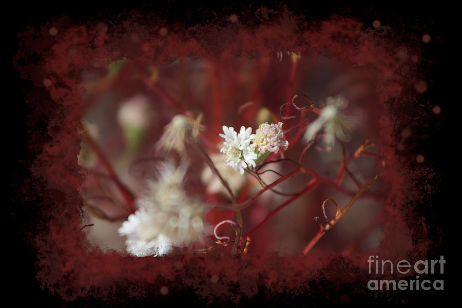 Digital Art Pincushion Wildflowers Blood Red on Black Photograph by Colleen Cornelius