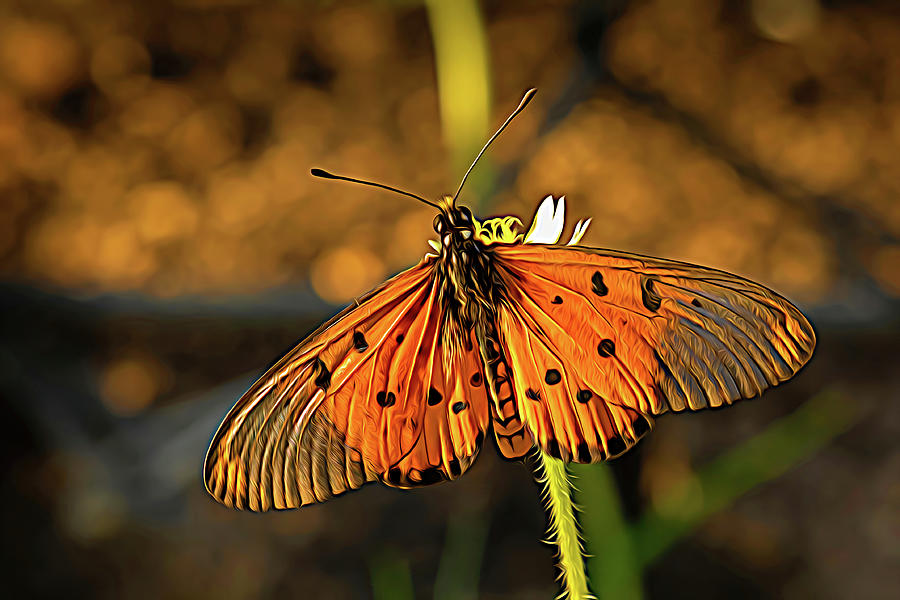 Digital Butterfly Photograph by MaryJane Sesto
