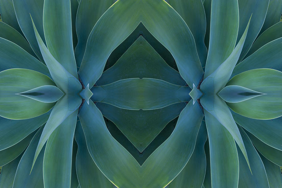 Digital flipping Agave Plant into a design Photograph by Darrell Gulin
