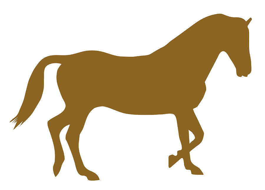 Digital illustration of domestic Horse (Equus ferus caballus) Drawing by Dorling Kindersley
