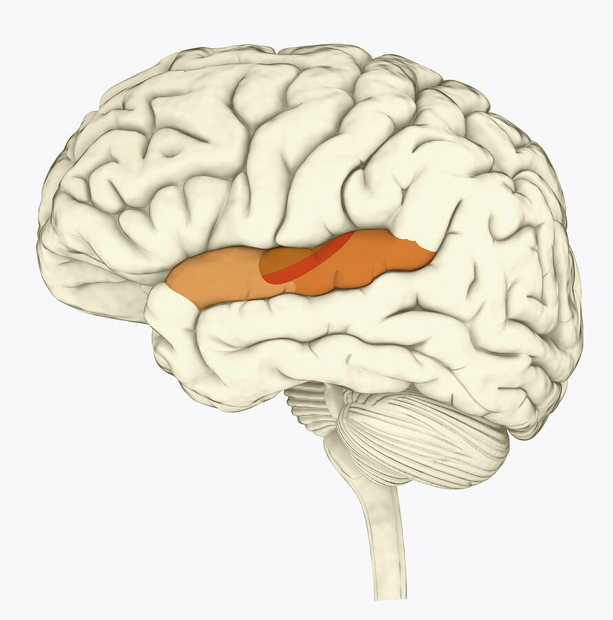 Digital illustration of human brain with primary auditory cortex highlighted in orange and red Drawing by Dorling Kindersley Digital illustration of human brain with primary auditory cortex highlighted in orange and red Drawing by Dorling Kindersley