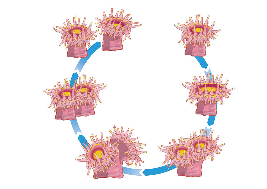 Digital illustration of life cycle of Jewel anemone (Corynactis viridis), dividing in half verticall Drawing by Dorling Kindersley Digital illustration of life cycle of Jewel anemone (Corynactis viridis), dividing in half verticall Drawing by Dorling Kindersley
