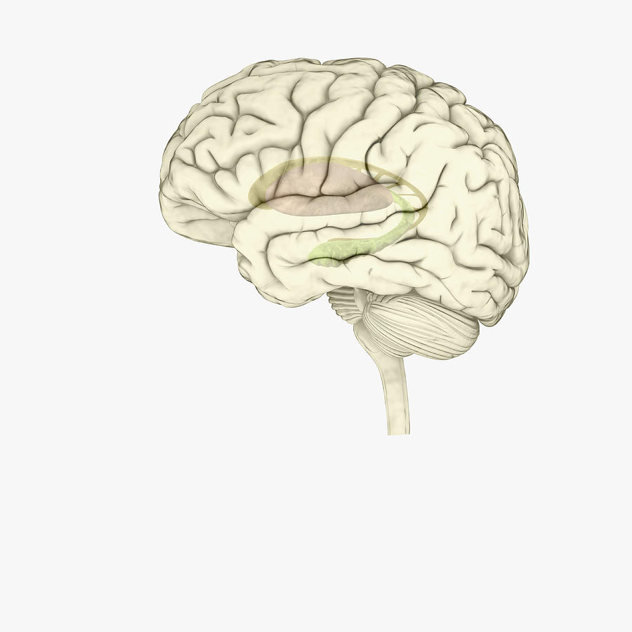 Digital illustration of striatum and hippocampus highlighted in human brain Drawing by Dorling Kindersley