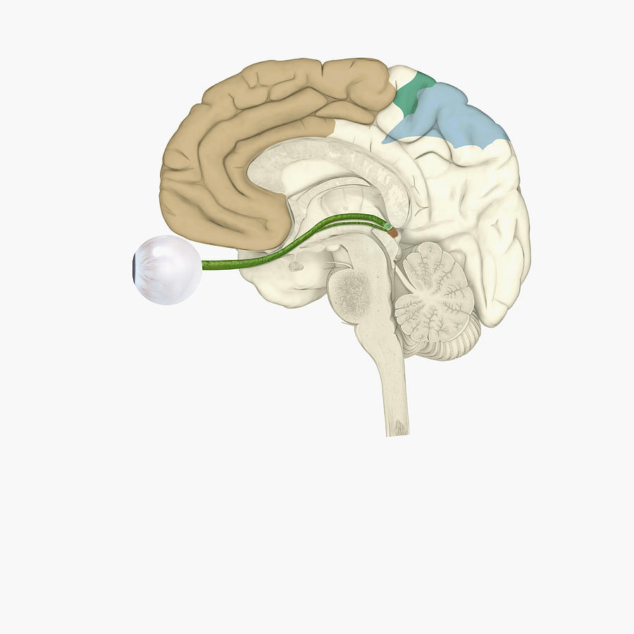 Digital illustration of various areas of cortex in human brain receiving input from sense organs Drawing by Dorling Kindersley