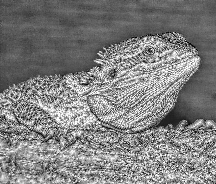 Digital Lizard Photograph by John Hughes - Fine Art America