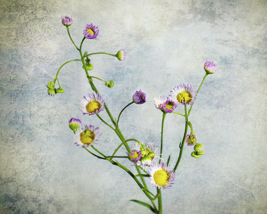 Daisy Photograph - Digital Painting Daisy Fleabane Wildflower 710.2130 by M K Miller