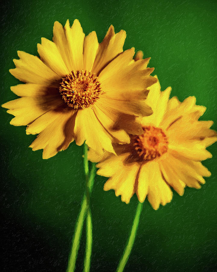 Daisy Photograph - Digital Painting of Yellow Daisy 710.2132 by M K Miller