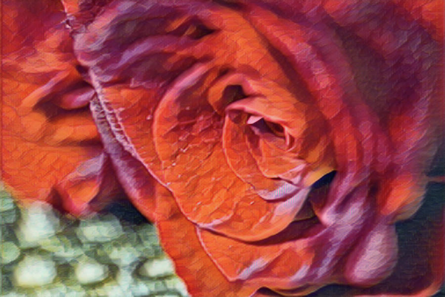 Digital Rose Photograph