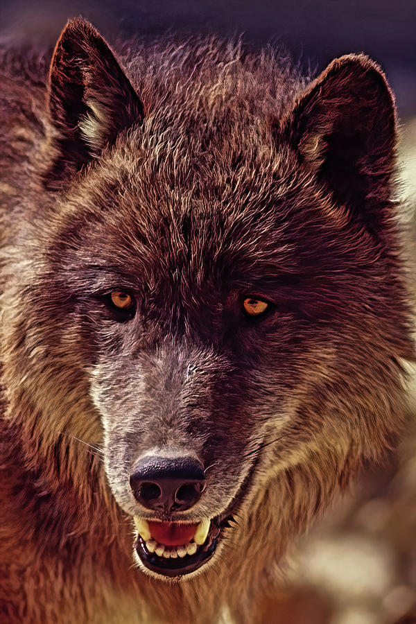 Digital Timber Wolf Photograph by MaryJane Sesto