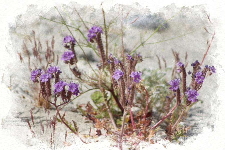 Digital Watercolor Salt Heliotrope Wildflower Photograph by Colleen Cornelius