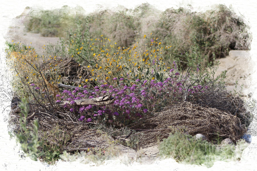 Digital Watercolor Spring Wildflowers at the Coachella Valley Preserve Photograph by Colleen Cornelius