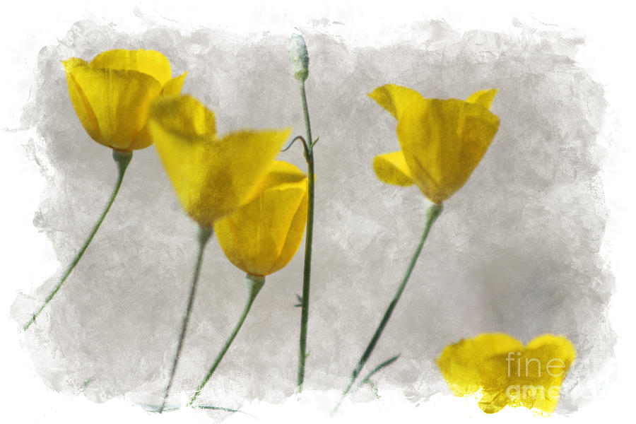 Digital Watercolor Yellow California Poppies Photograph by Colleen Cornelius