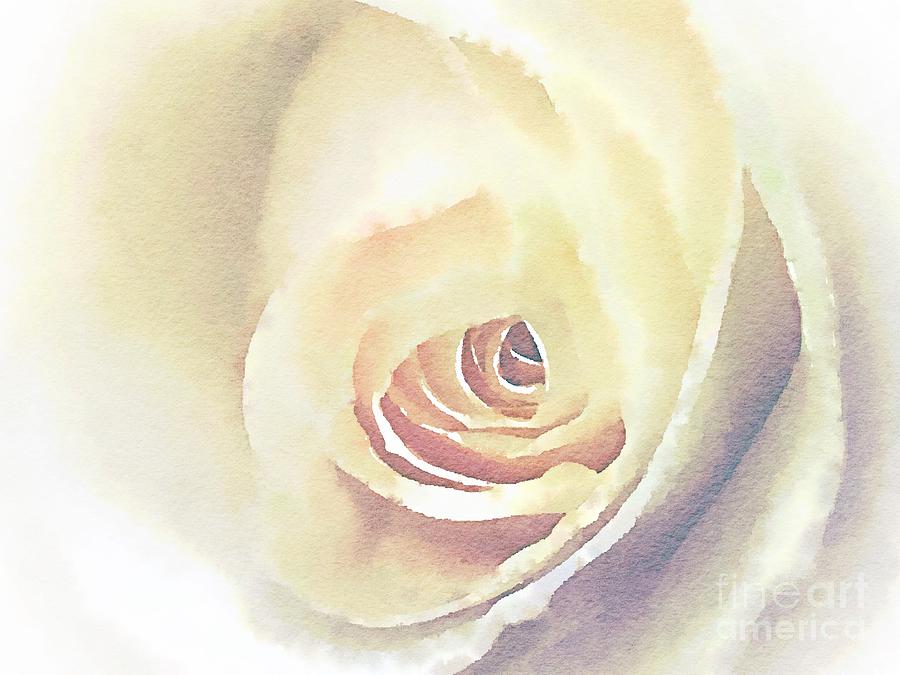 Digital watercolour of a white rose Photograph by Jane Rix