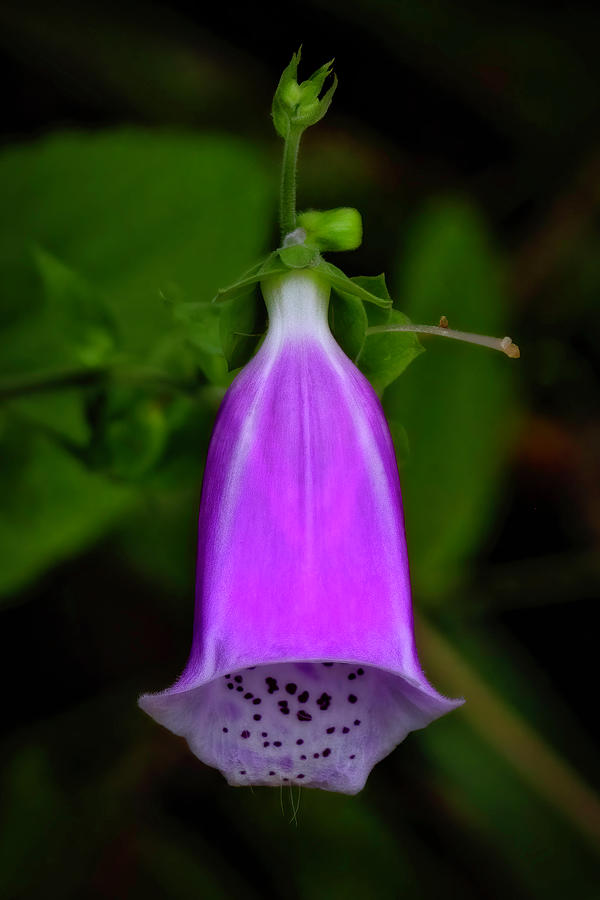 Digitalis Photograph by Joe Fisher Digitalis Photograph by Joe Fisher
