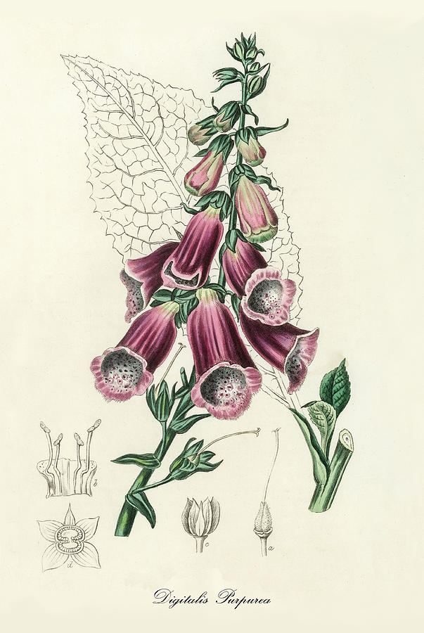 Nature Digital Art - Digitalis Purpurea - Foxglove -  Medical Botany - Vintage Botanical Illustration - Plants and Herbs by Studio Grafiikka