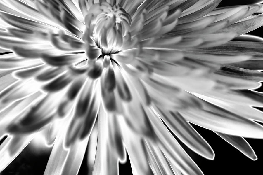 Digitalized Carnation Photograph by Eileen Brabender - Fine Art America