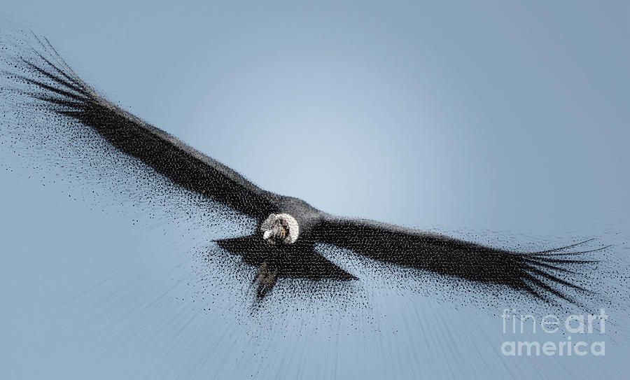 Digitally enhanced Andean condor Vultur gryphus, in flight. k3 Photograph by Gilad Flesch
