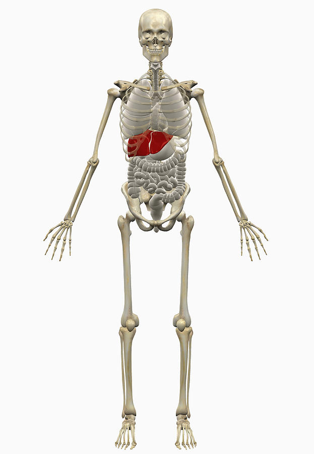 Digitally generated image of human skeleton Drawing by Scott Camazine
