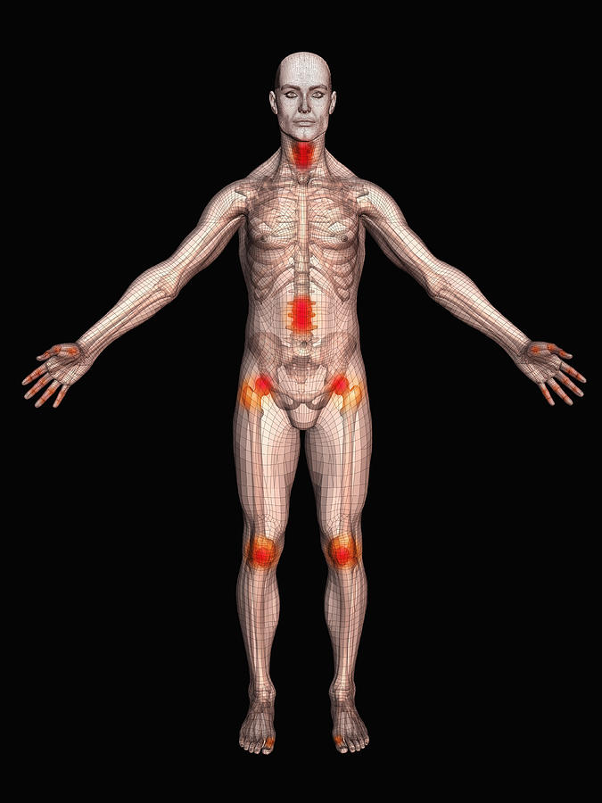 Digitally generated male figure showing body parts Drawing by Scott Camazine
