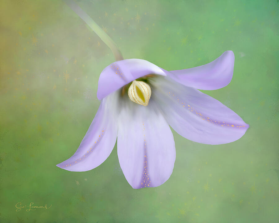 Digitally painted Austral Bluebell Photograph by Sue Leonard Digitally painted Austral Bluebell Photograph by Sue Leonard