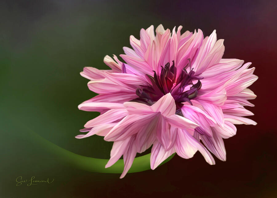 Digitally Painted Cornflower Photograph by Sue Leonard Digitally Painted Cornflower Photograph by Sue Leonard