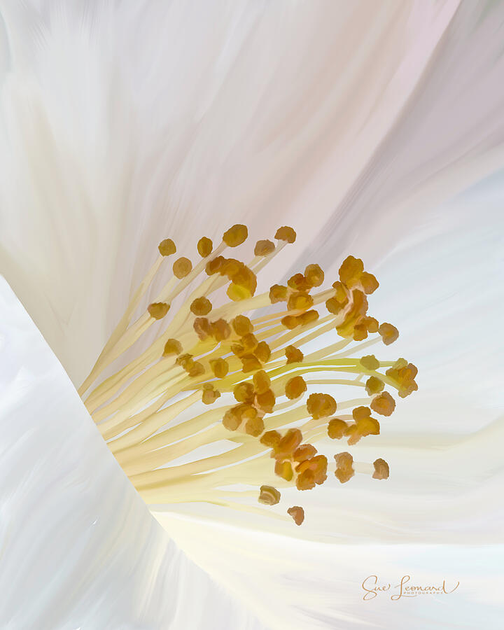 Digitally Painted flower Photograph by Sue Leonard Digitally Painted flower Photograph by Sue Leonard