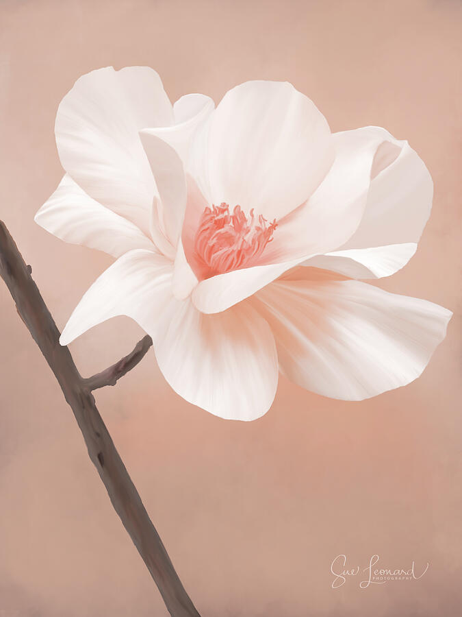Digitally Painted Pink Rose Photograph by Sue Leonard Digitally Painted Pink Rose Photograph by Sue Leonard