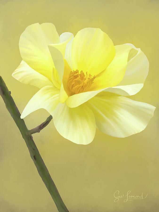 Digitally Painted Yellow Rose Photograph by Sue Leonard Digitally Painted Yellow Rose Photograph by Sue Leonard