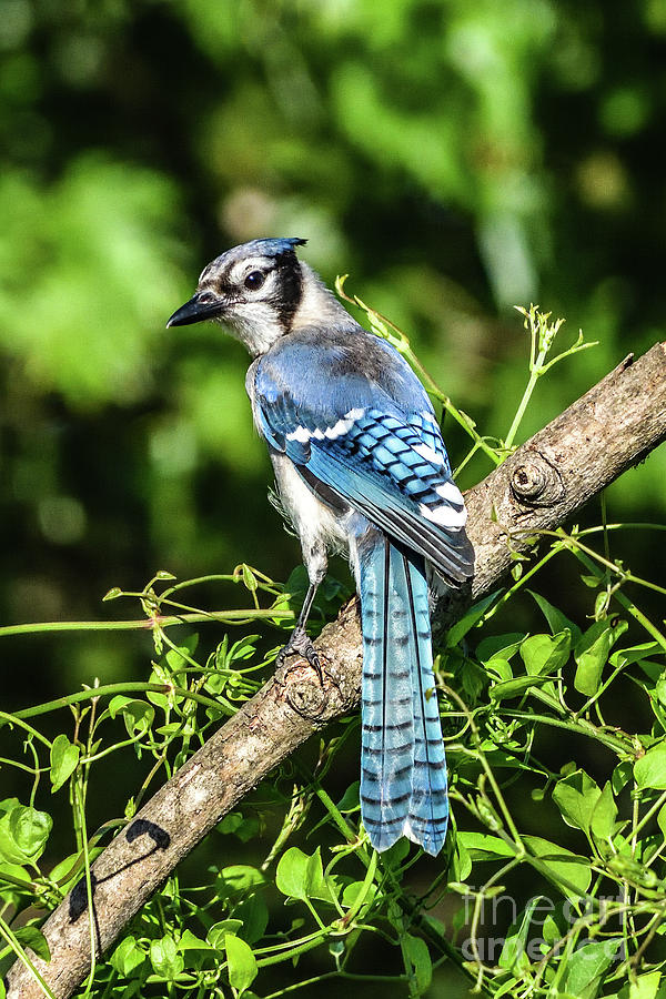 Dignified Blue Jay Photograph by Cindy Treger - Fine Art America