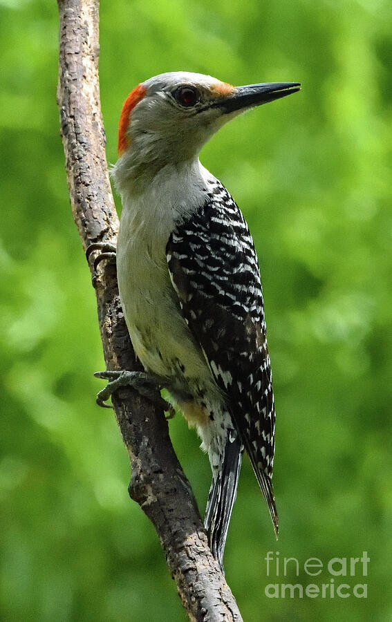 Dignified Red-bellied Wookpecker Photograph