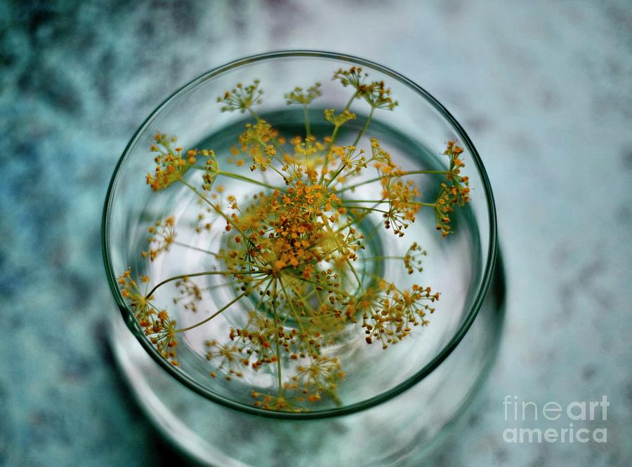 Dill Flowers  Photograph by Lynn England
