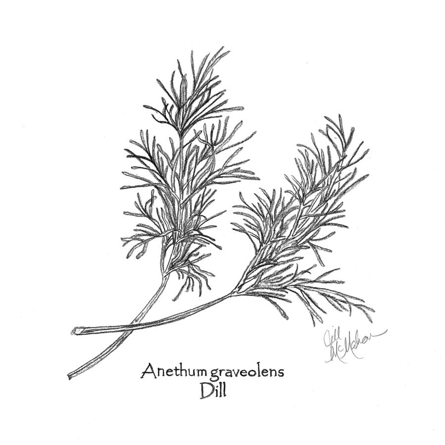 Dill Drawing By Jill McMahon | Fine Art America