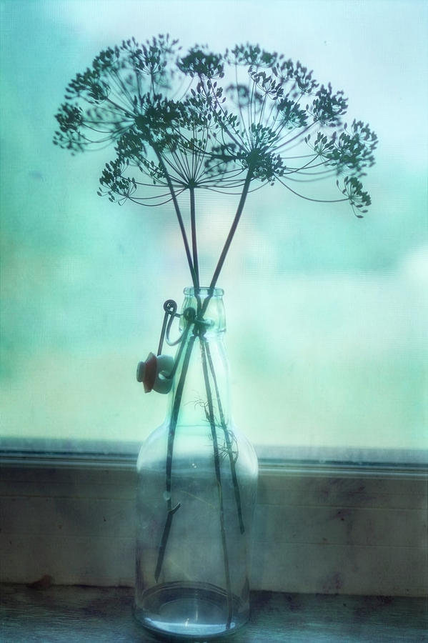 Dill Seed In The Window Still Life Photograph Photograph