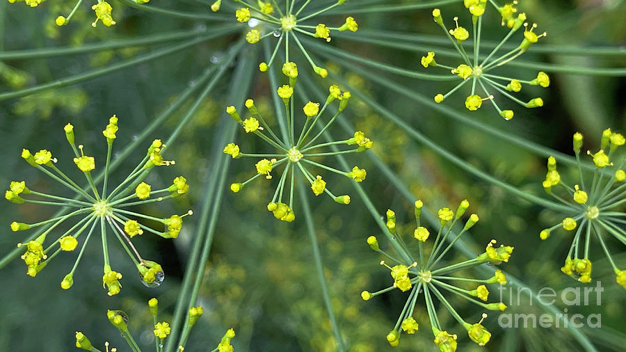 Dill Weed Flowers 0925 Photograph by Jack Schultz