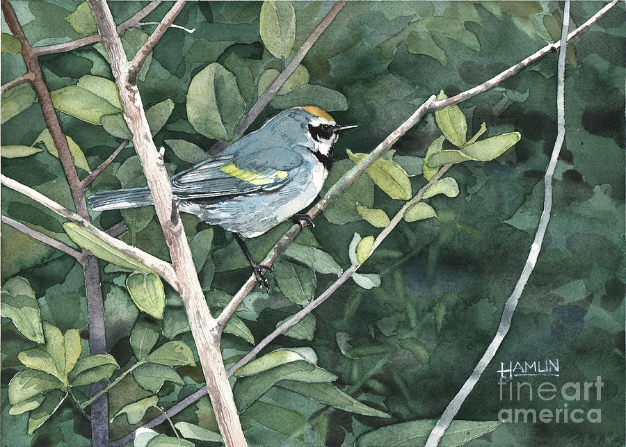 Diminishing Returns - Golden-winged Warbler Painting by Steve Hamlin
