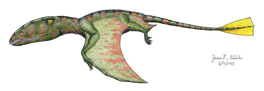 Dimorphodon in color Drawing by Jason Abdale - Fine Art America