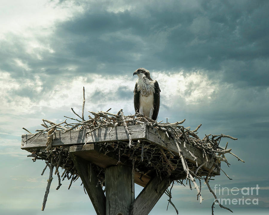 Ding Darling Osprey - Storm Coming Photograph by Daniel Beard